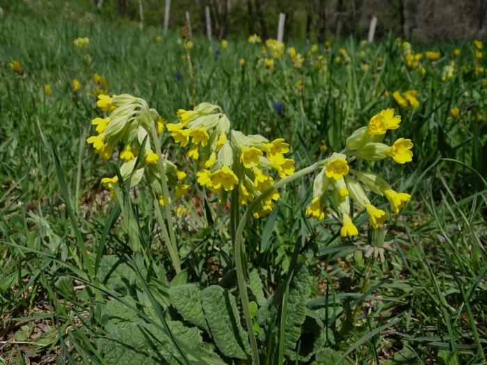 Flora Pirenejów