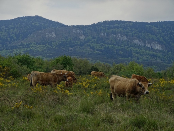 Fauna Pirenejów