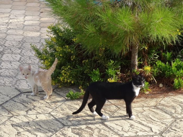 Alsancak - koty (Filo i Rudy)