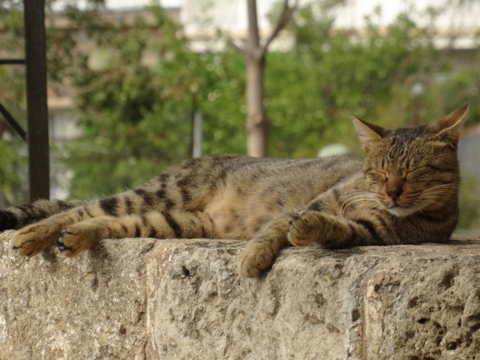 Famagusta - kot